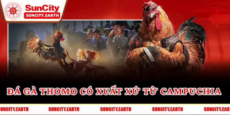 Đá gà Thomo có xuất xứ từ Campuchia Đá gà Thomo có xuất xứ từ Campuchia